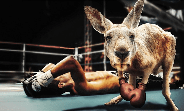 A Boxer lying down on a boxing ring and a kangaroo with boxing gloves in the foregroung